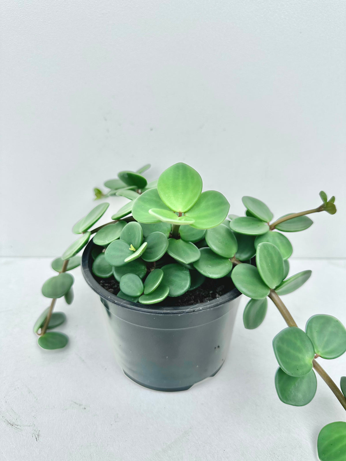 Peperomia Hope 14CM - Urban Lush NZ