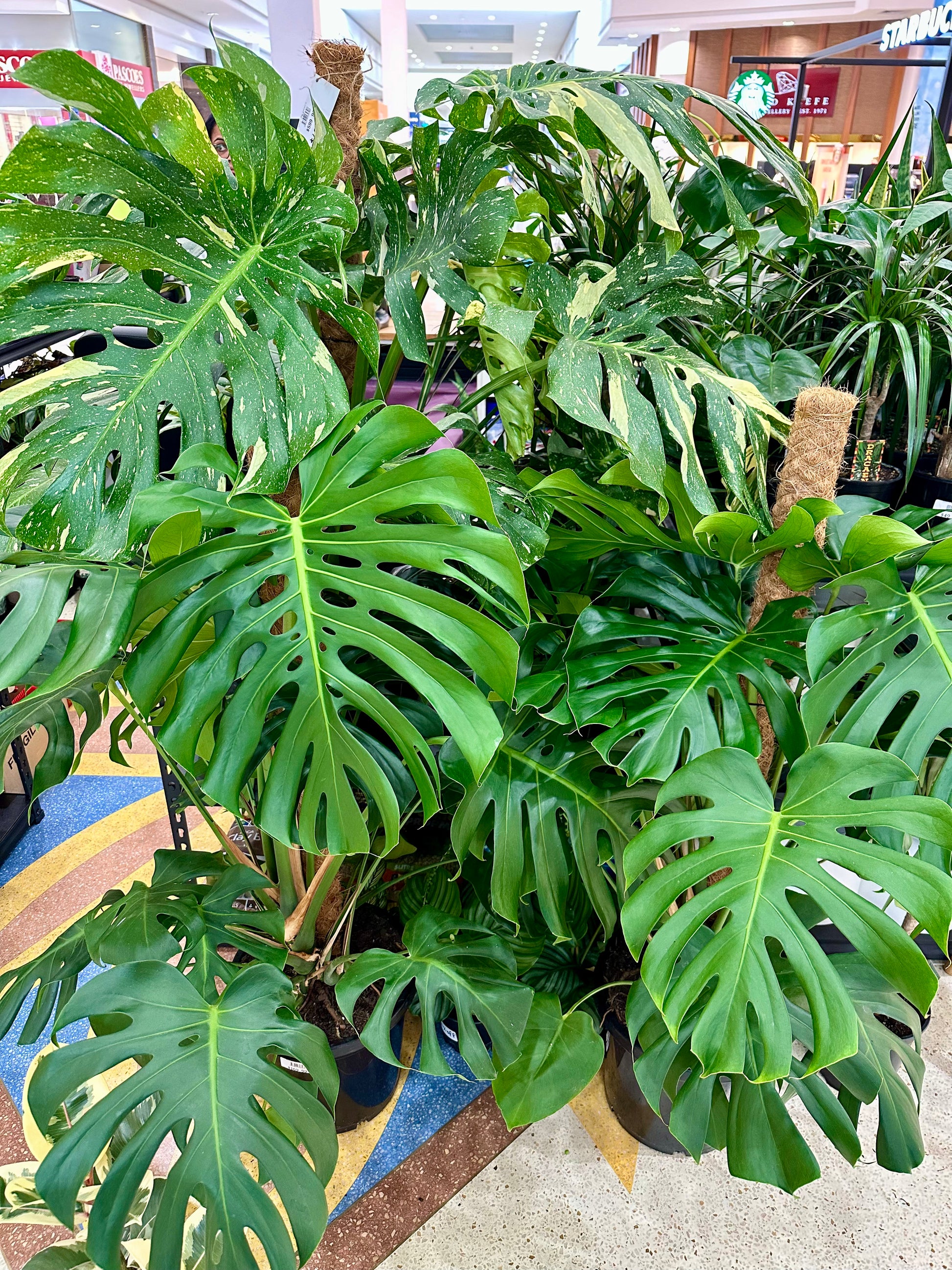 buy monstera deliciosa nz Monstera | Fruit Salad Plant | Monstera Deliciosa 23CM