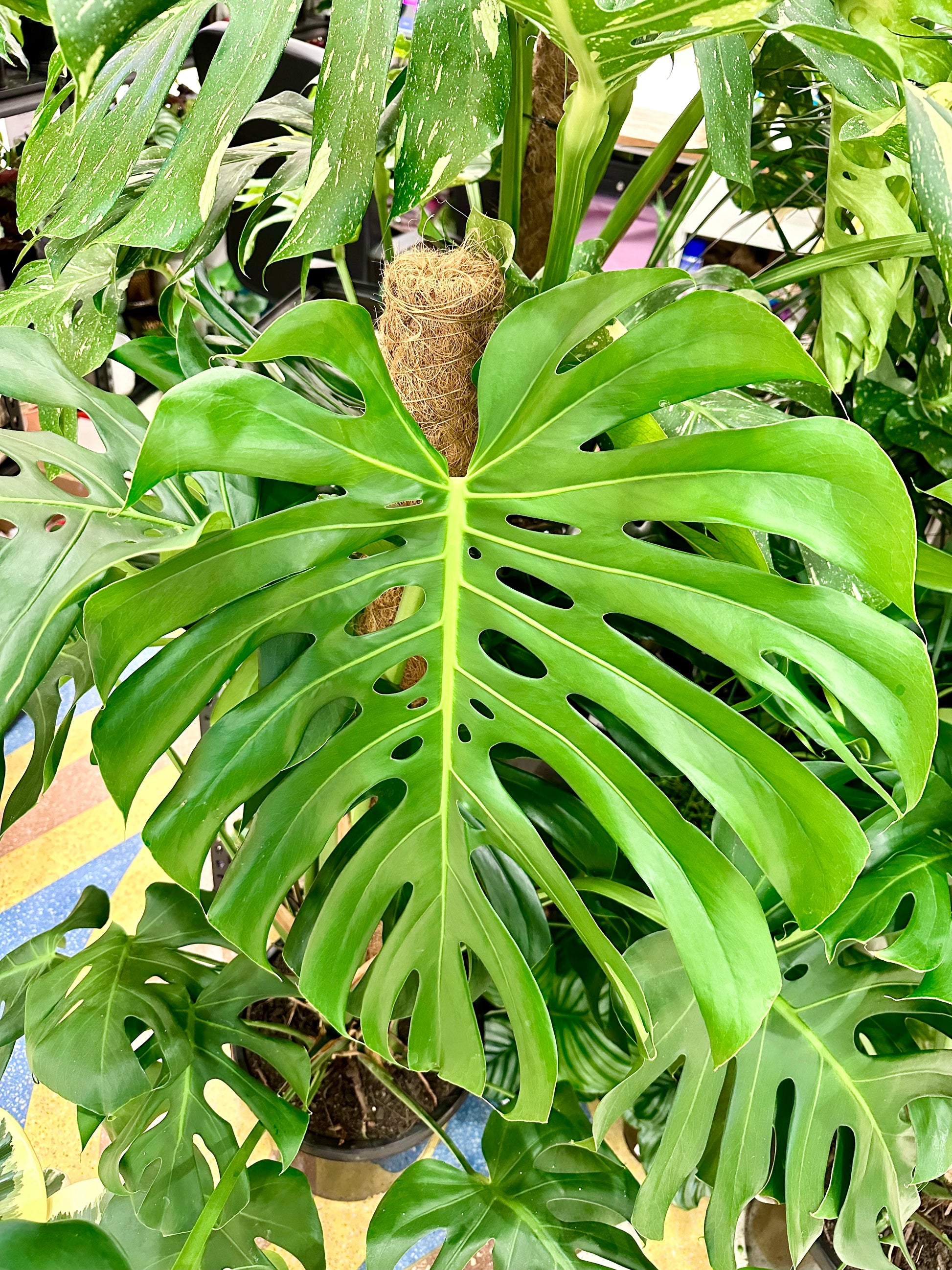 Monstera Deliciosa 23cm - Urban Lush NZ
