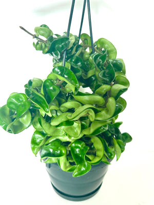 Hoya Hindu Rope in Basket
