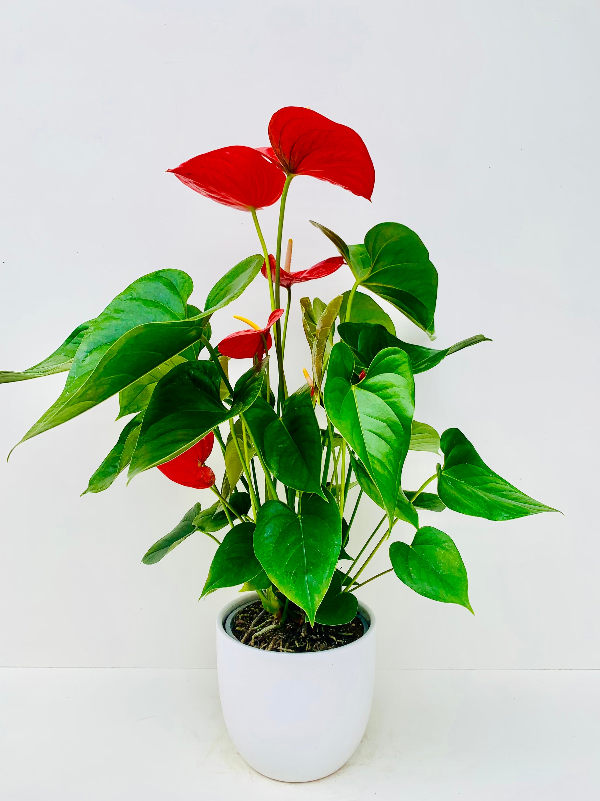 Anthurium Red Winner 15cm - Urban Lush NZ