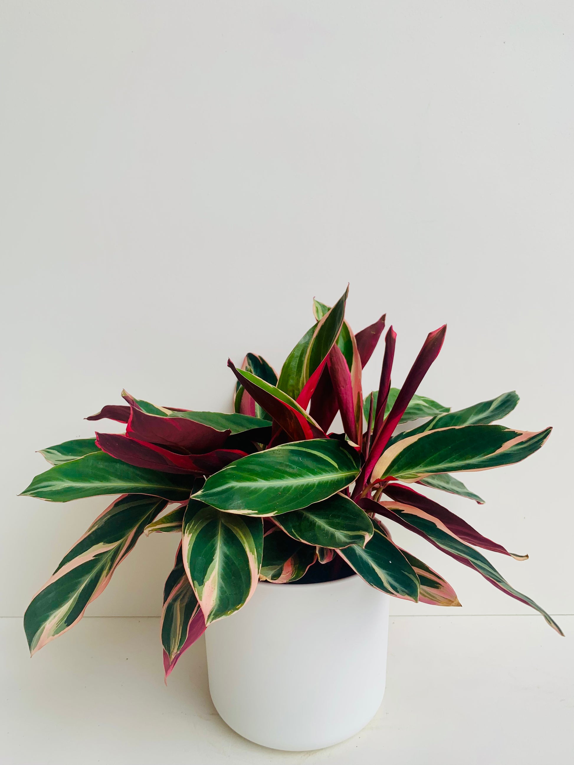 Stromanthe Triostar 14cm - Urban Lush NZ