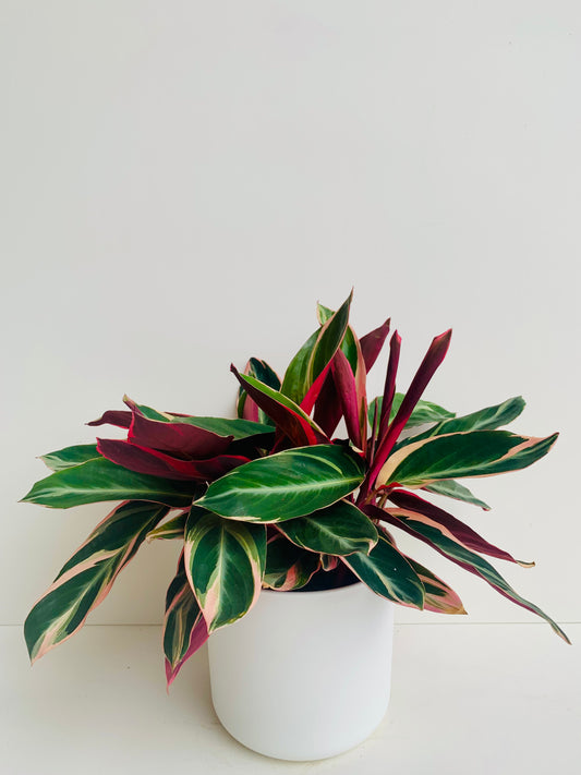 Stromanthe Triostar 14cm - Urban Lush NZ