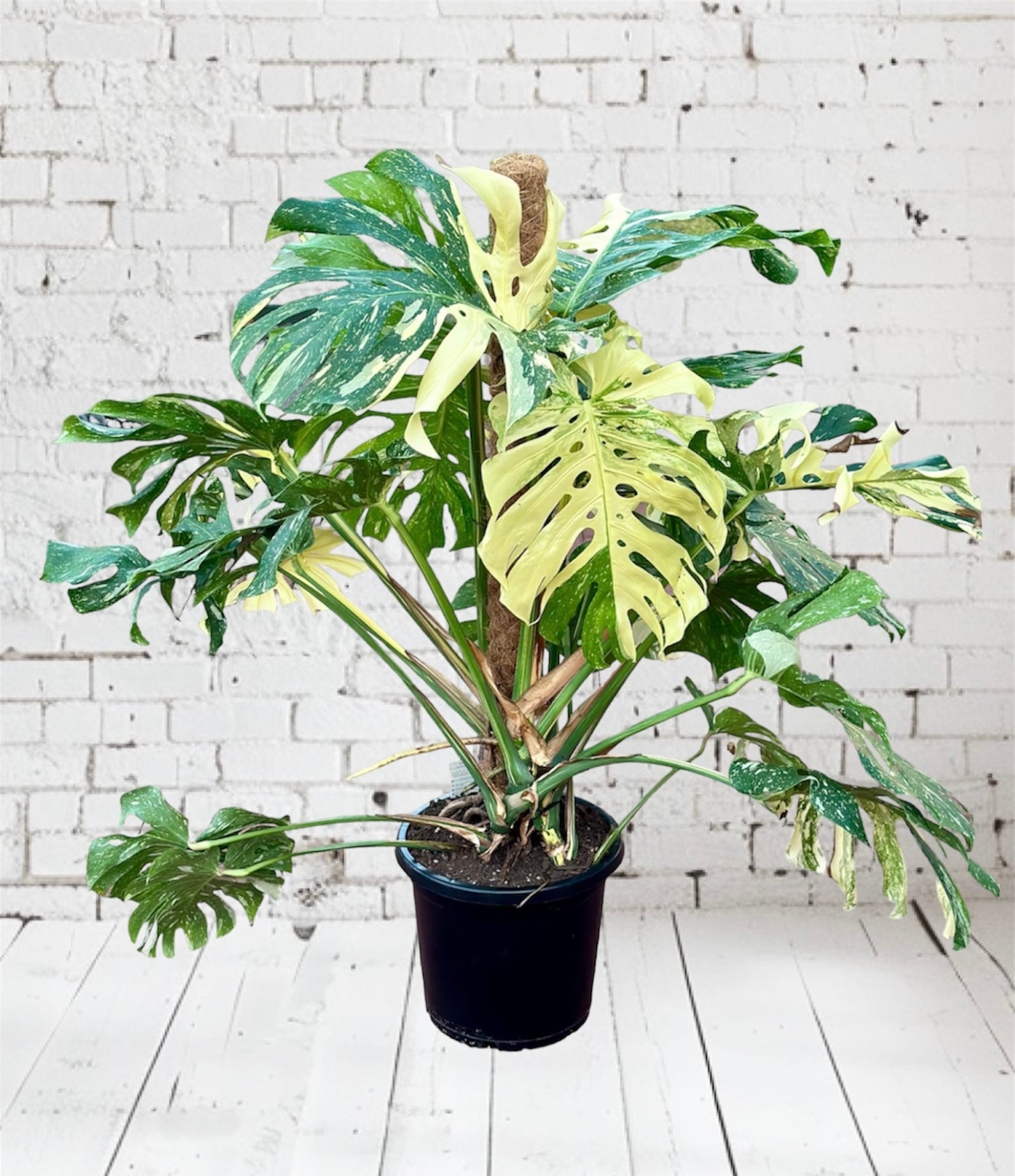 Monstera Thai Constellations 23CM - Urban Lush NZ