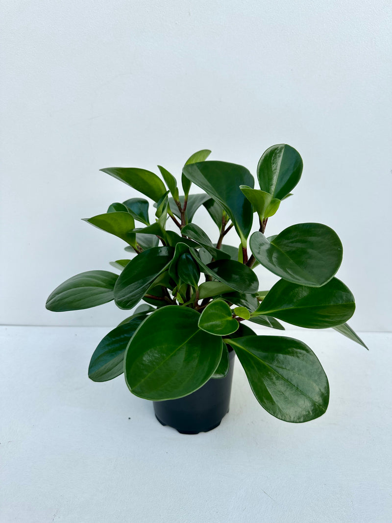 Peperomia Obtusifolia 12cm - Urban Lush NZ