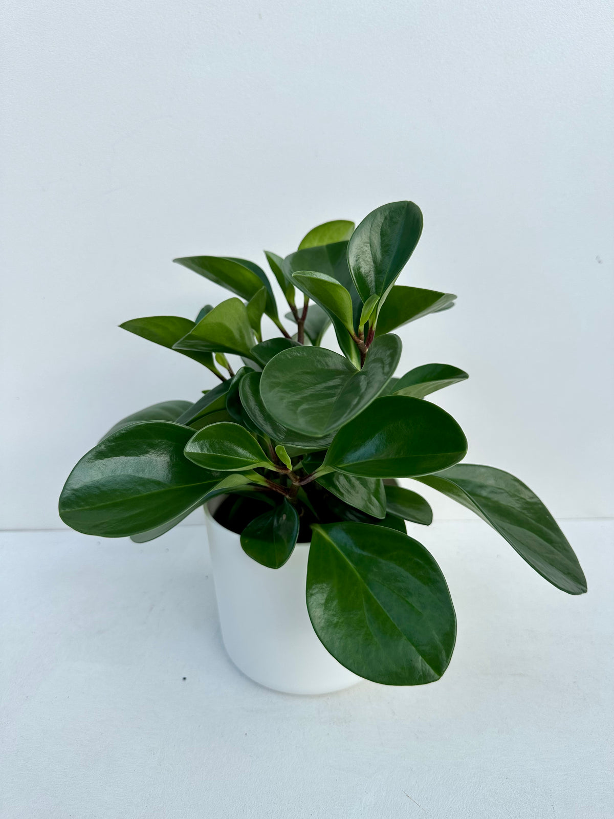 Peperomia Obtusifolia 12cm - Urban Lush NZ