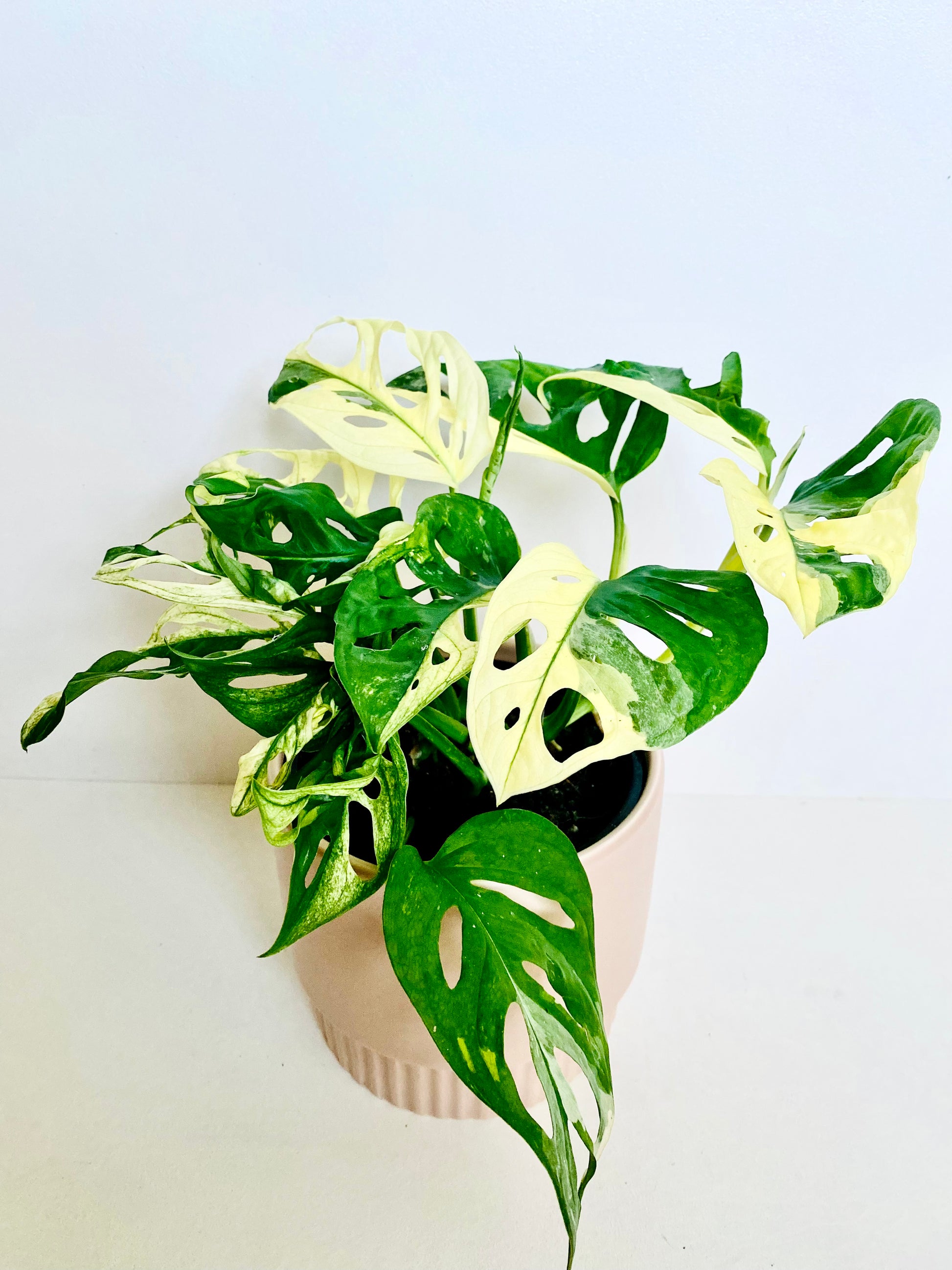 Variegated Monstera Monkey Mask 14cm - Urban Lush NZ