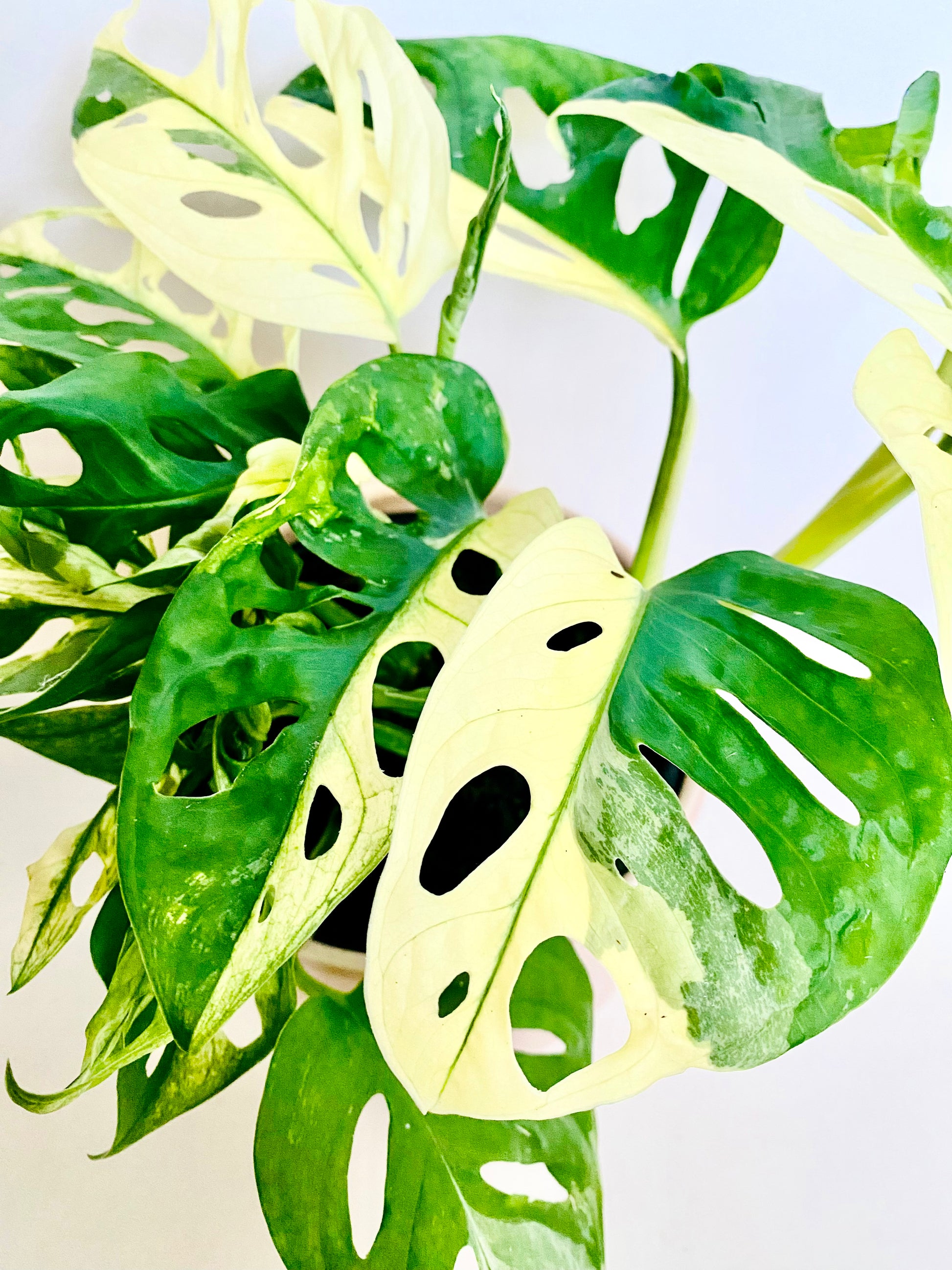 Variegated Monstera Monkey Mask 14cm - Urban Lush NZ