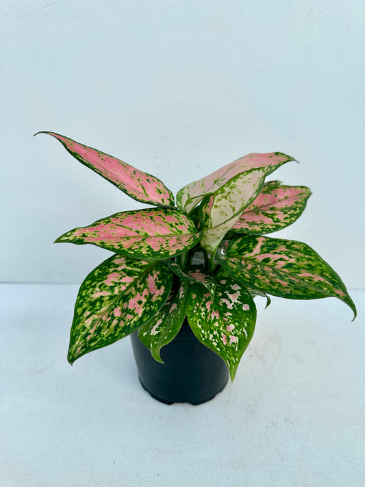Aglaonema Favonia 12cm - Urban Lush NZ