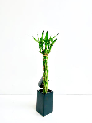 Lucky Bamboo Plait - Urban Lush NZ