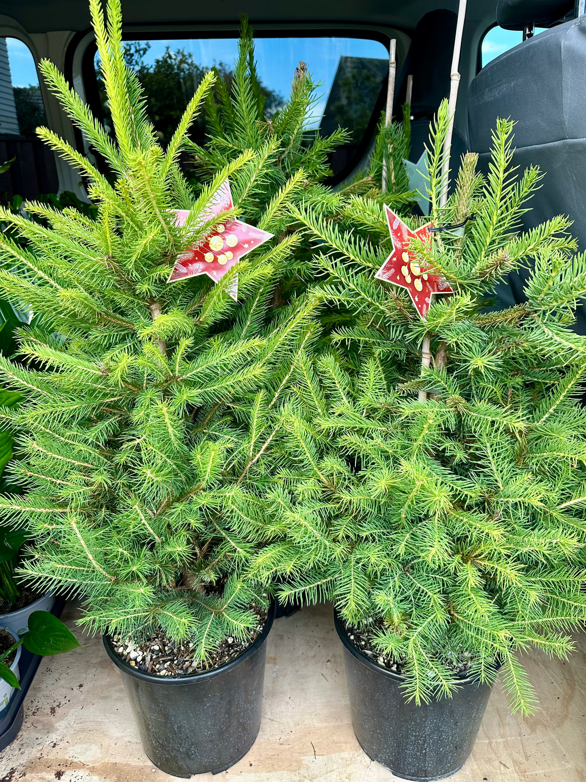 Picea Abies 6L