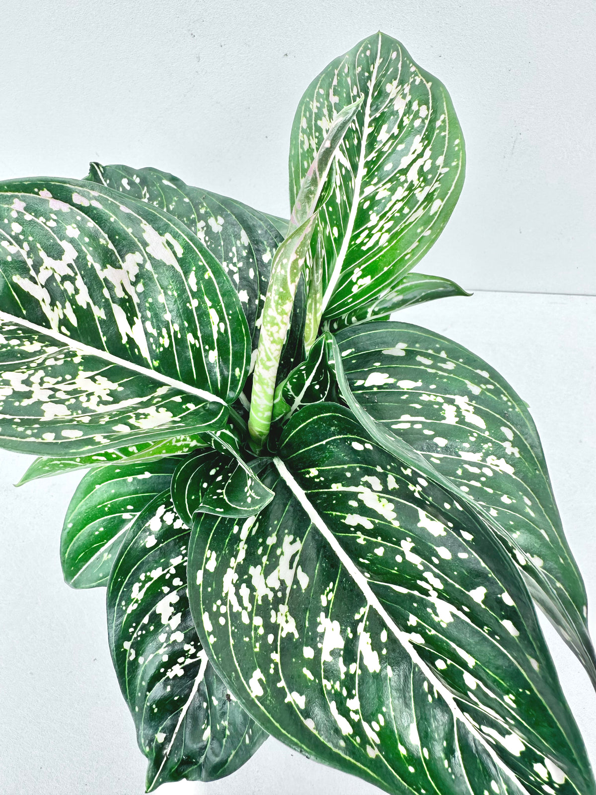 Aglaonema Tom's Pride 12CM - Urban Lush NZ