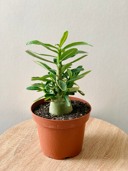 Adenium Desert Rose - 10CM - Urban Lush NZ