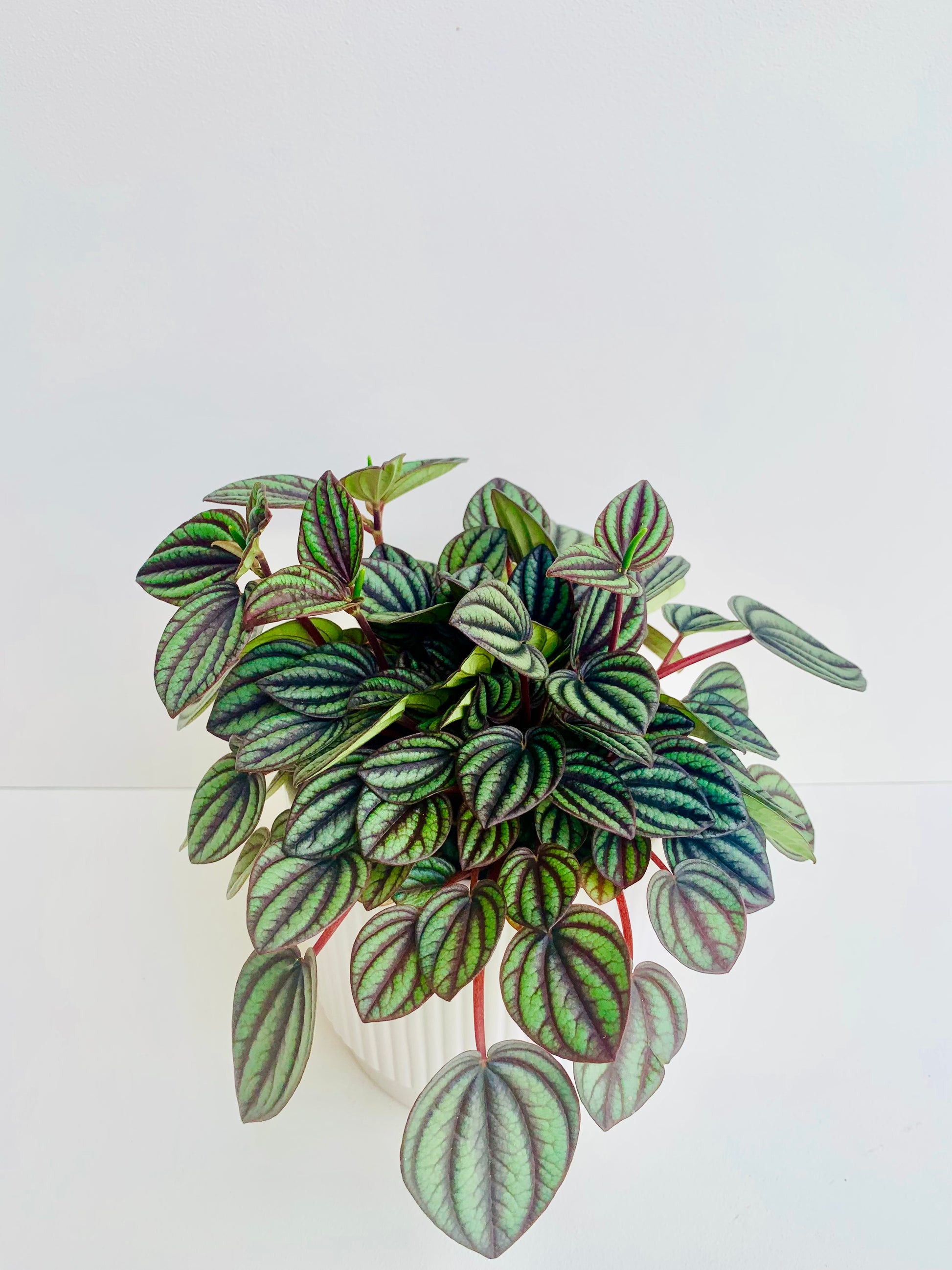 Peperomia Piccolo Banda 12cm - Urban Lush NZ
