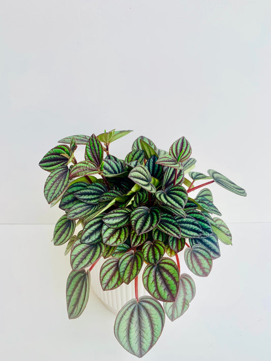 Peperomia Piccolo Banda 12cm - Urban Lush NZ