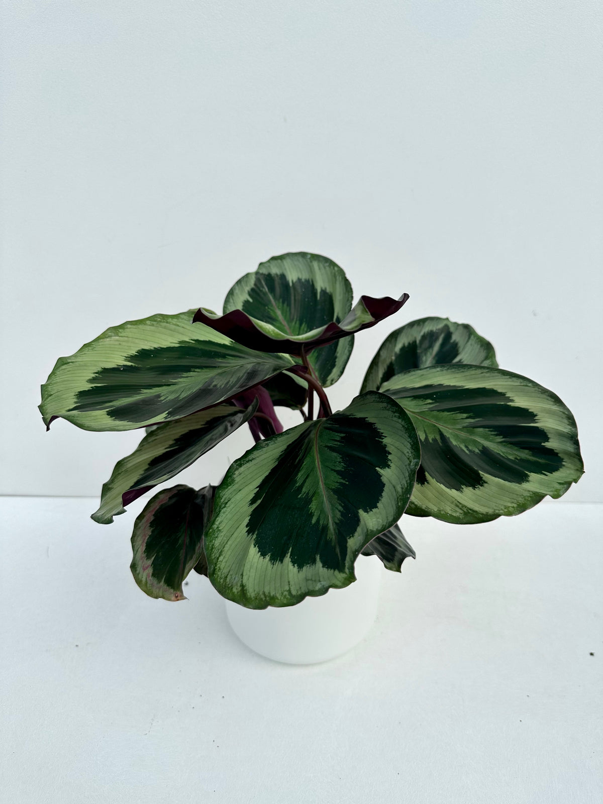 Calathea Shinestar 12cm - Urban Lush NZ