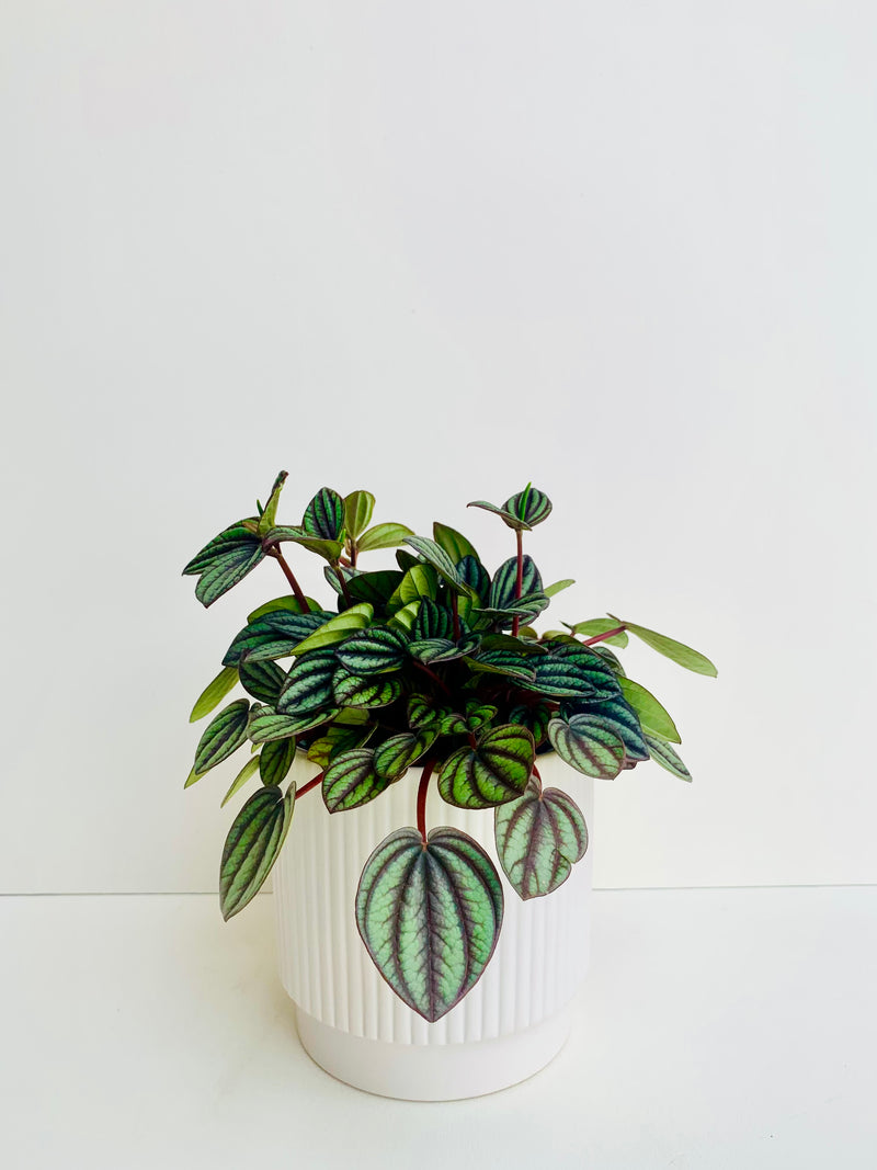 Peperomia Piccolo Banda 12cm - Urban Lush NZ