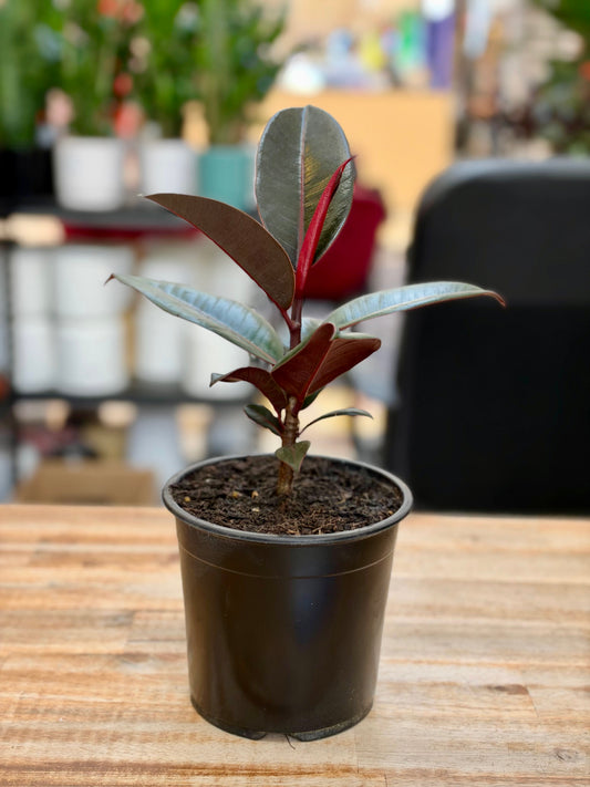 Ficus Black Night 12CM - Urban Lush NZ