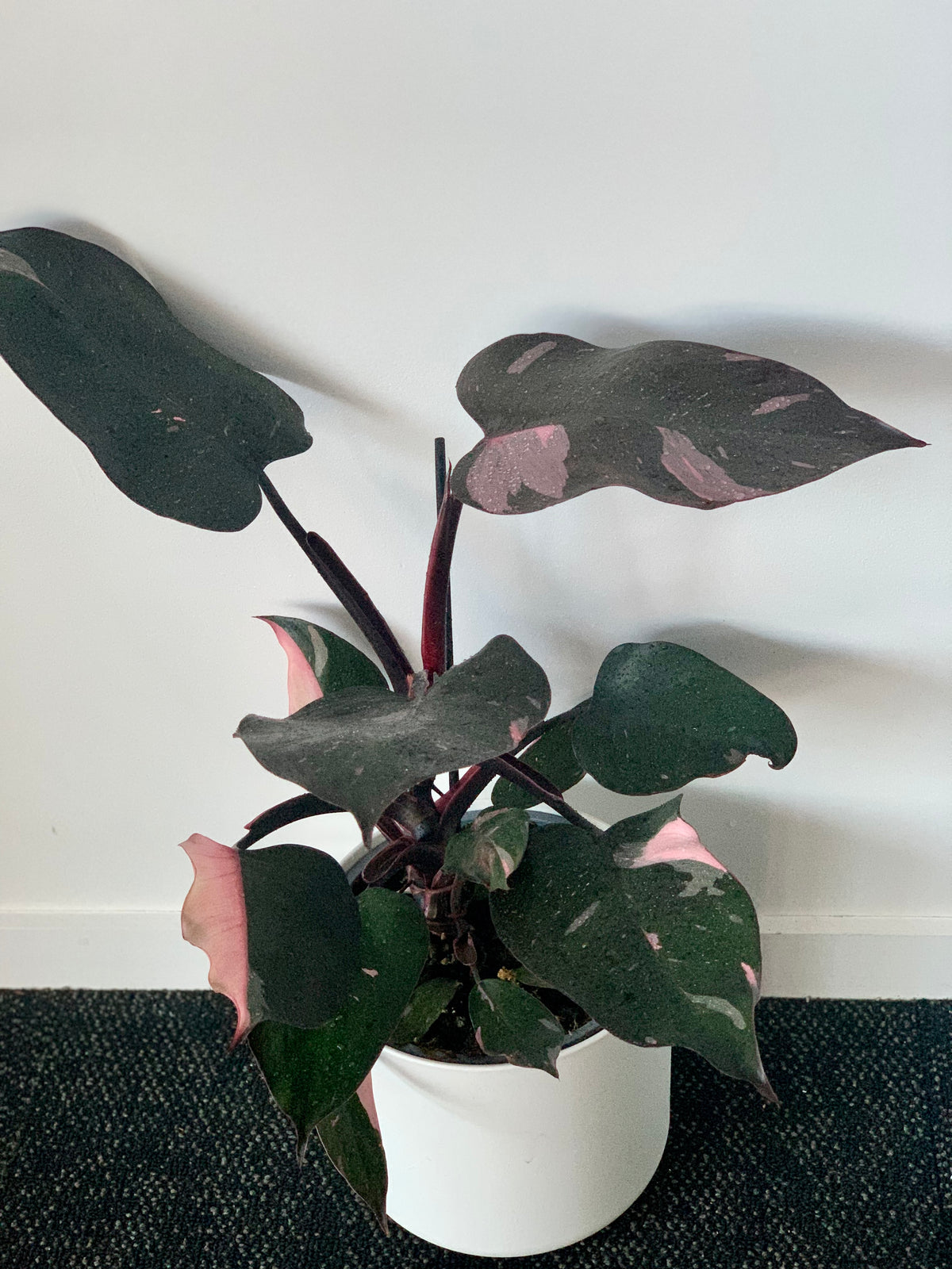 Philodendron “Pink Princess” 20cm