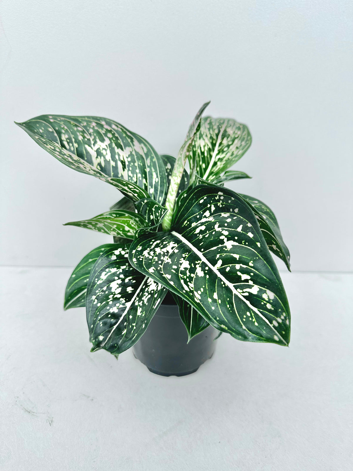 Aglaonema Tom's Pride 12CM - Urban Lush NZ