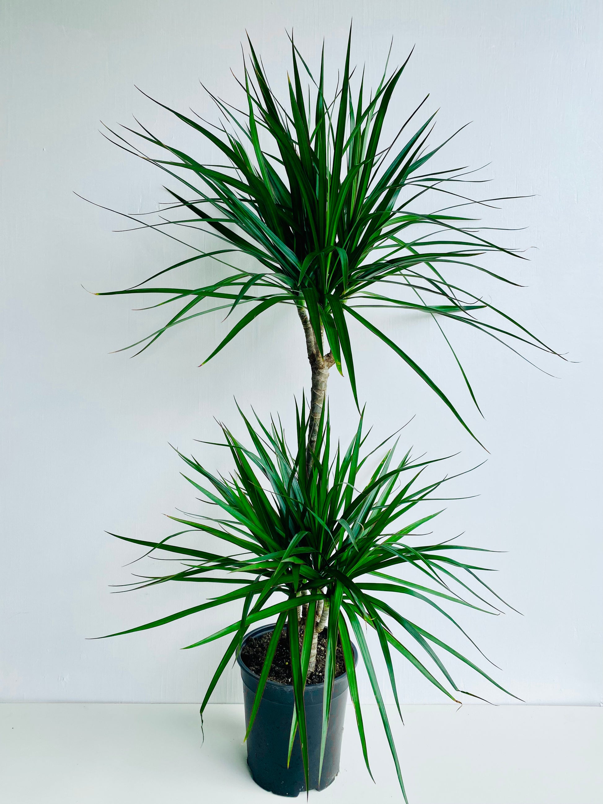 Dracaena Marginata Double Planted 19cm - Urban Lush NZ