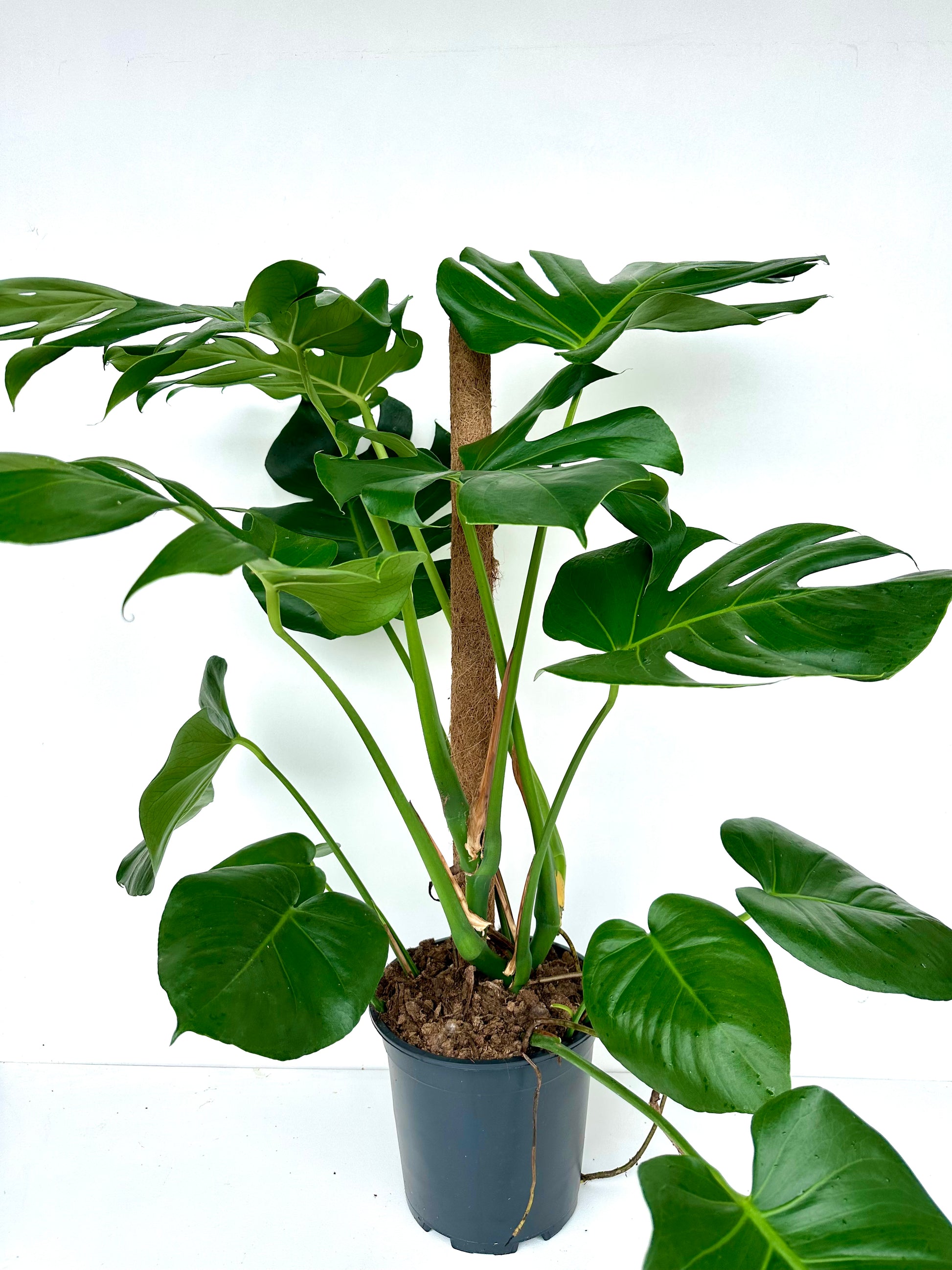 monstera deliciosa auckland Monstera Deliciosa 23CM Large - Indoor Plants