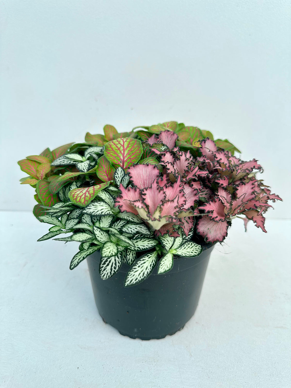 Fittonia Assorted 14cm - Urban Lush NZ