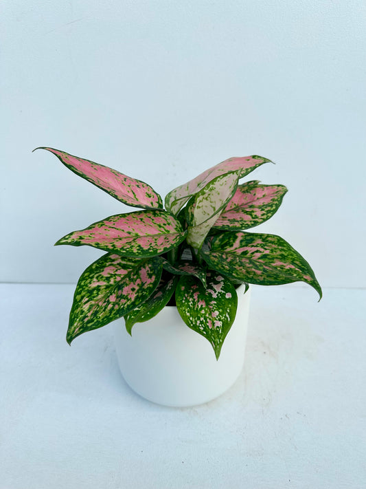 Aglaonema Favonia 12cm - Urban Lush NZ