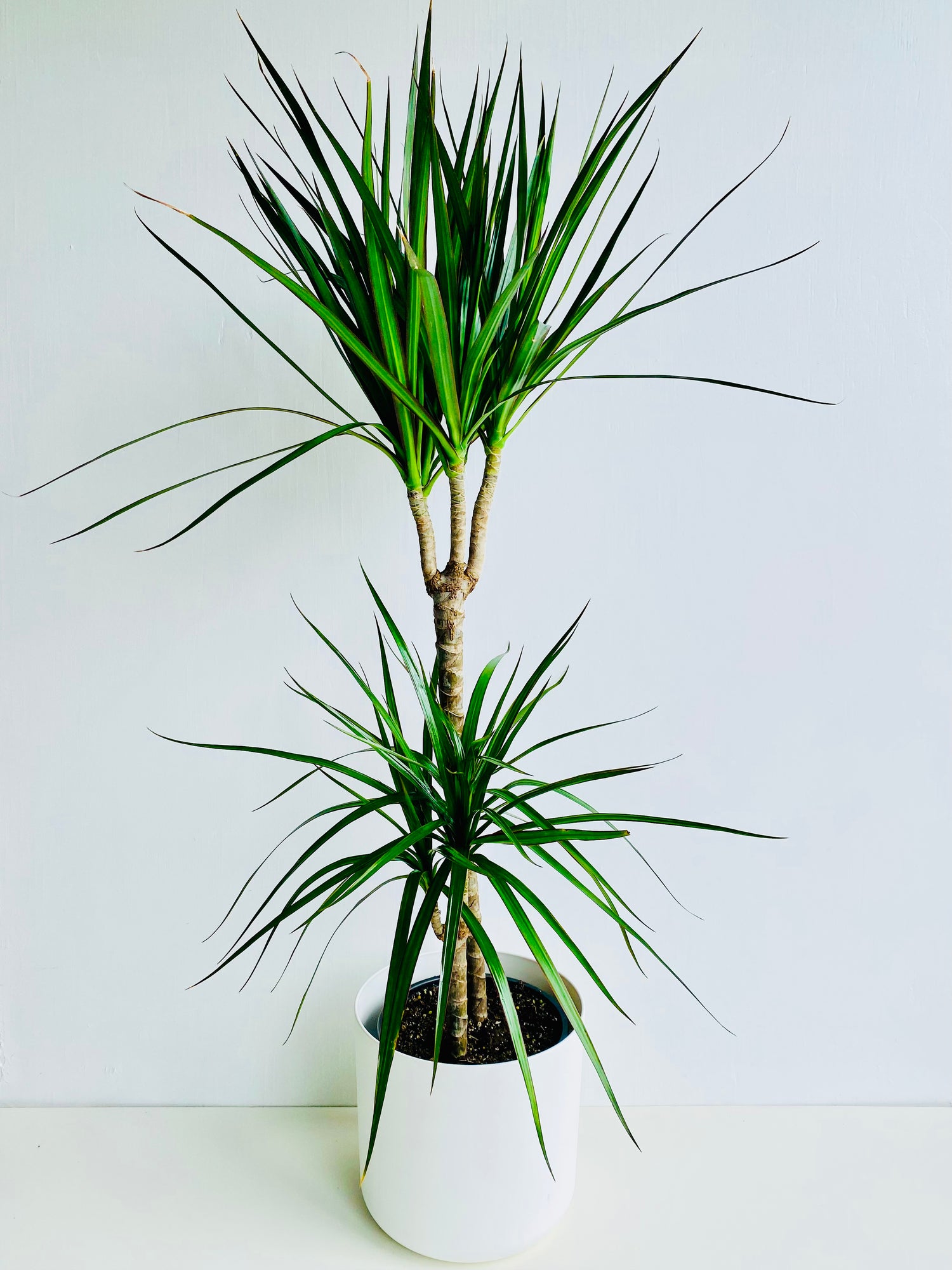 Dracaena Plants