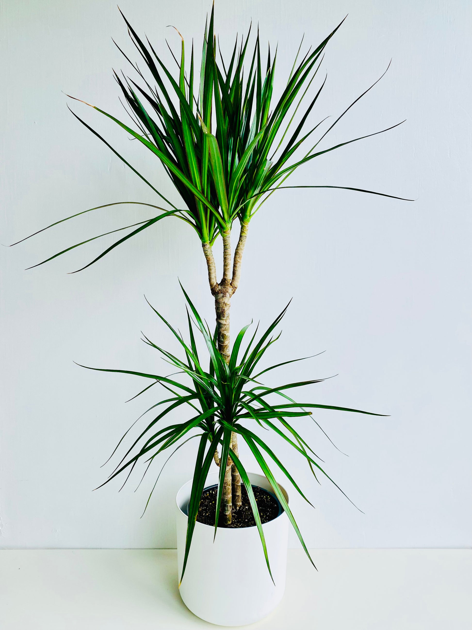 Dracaena Marginata Double Planted 19cm - Urban Lush NZ