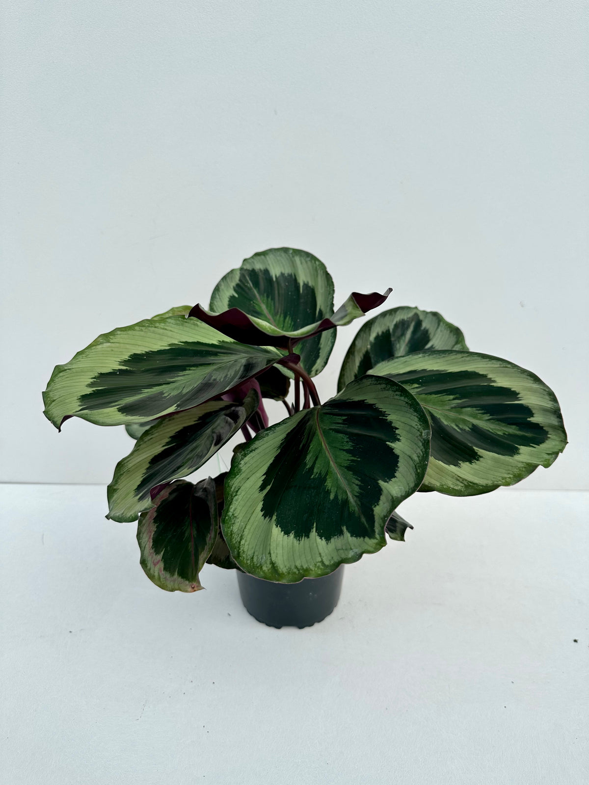 Calathea Shinestar 12cm - Urban Lush NZ