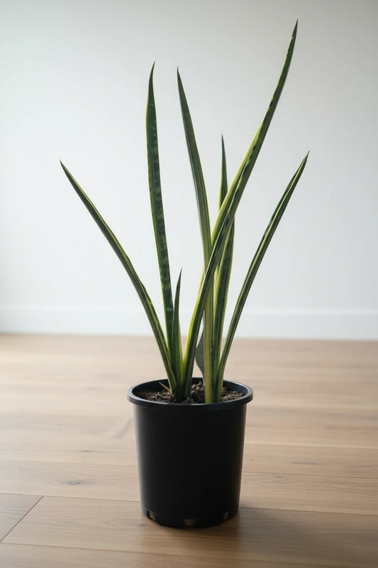 Sansevieria Bantel’s Sensation (Snake Plant) - 14cm - Urban Lush NZ