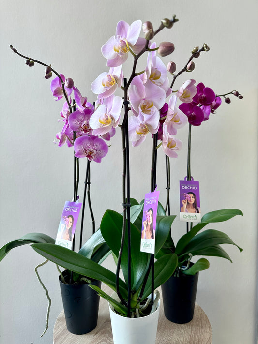 Orchid Assorted Colours 12CM