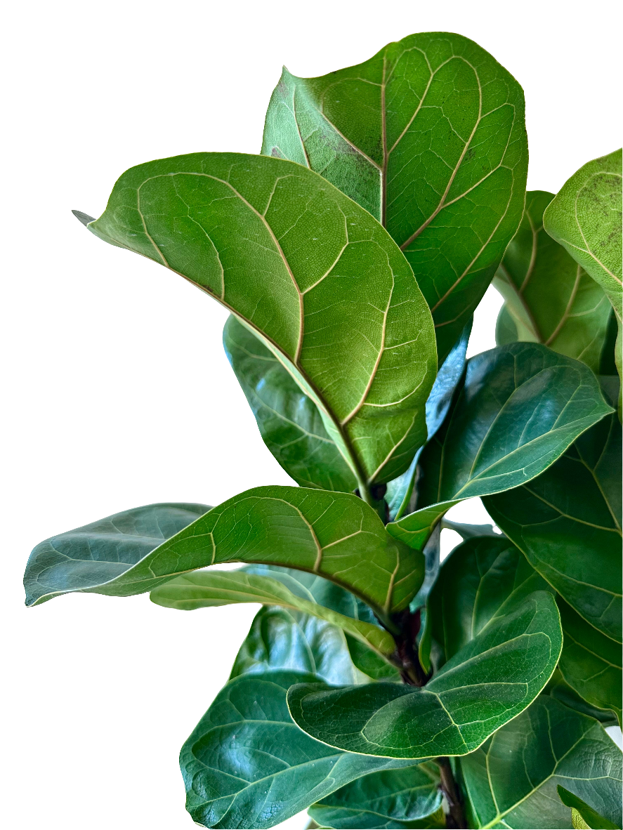 Fiddle Leaf Fig - Ficus Lyrata (Bambino) 17cm