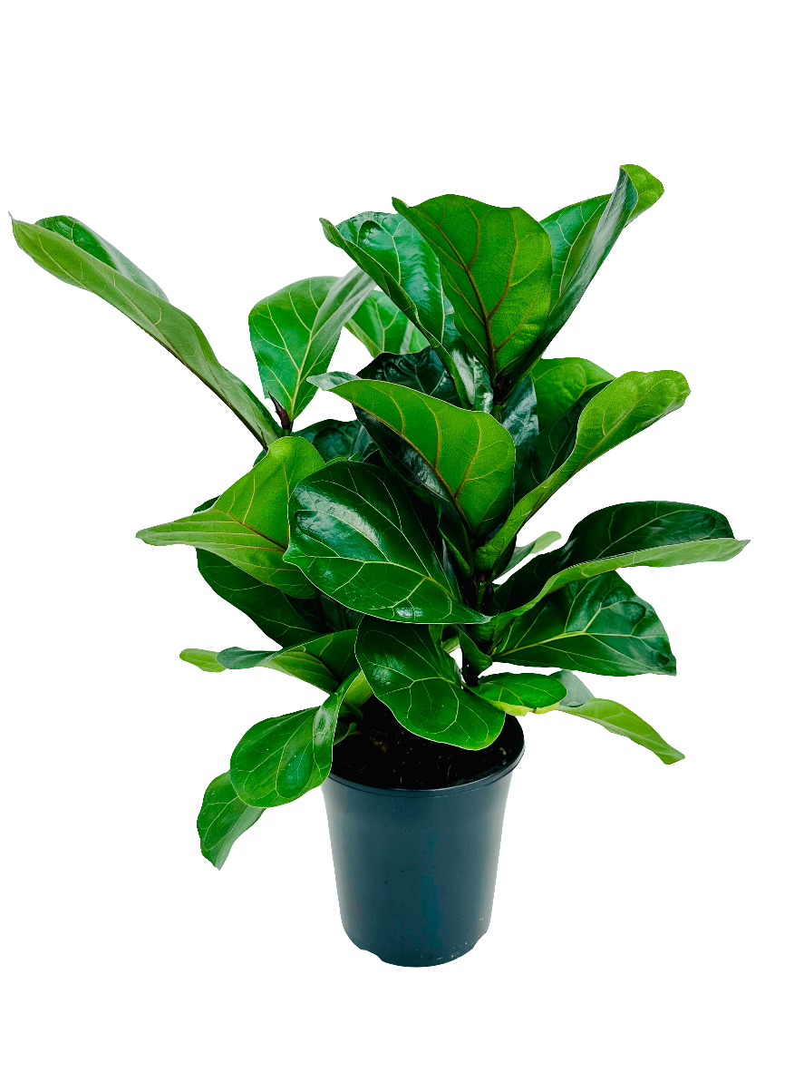 Fiddle Leaf Fig - Ficus Lyrata (Bambino) 17cm