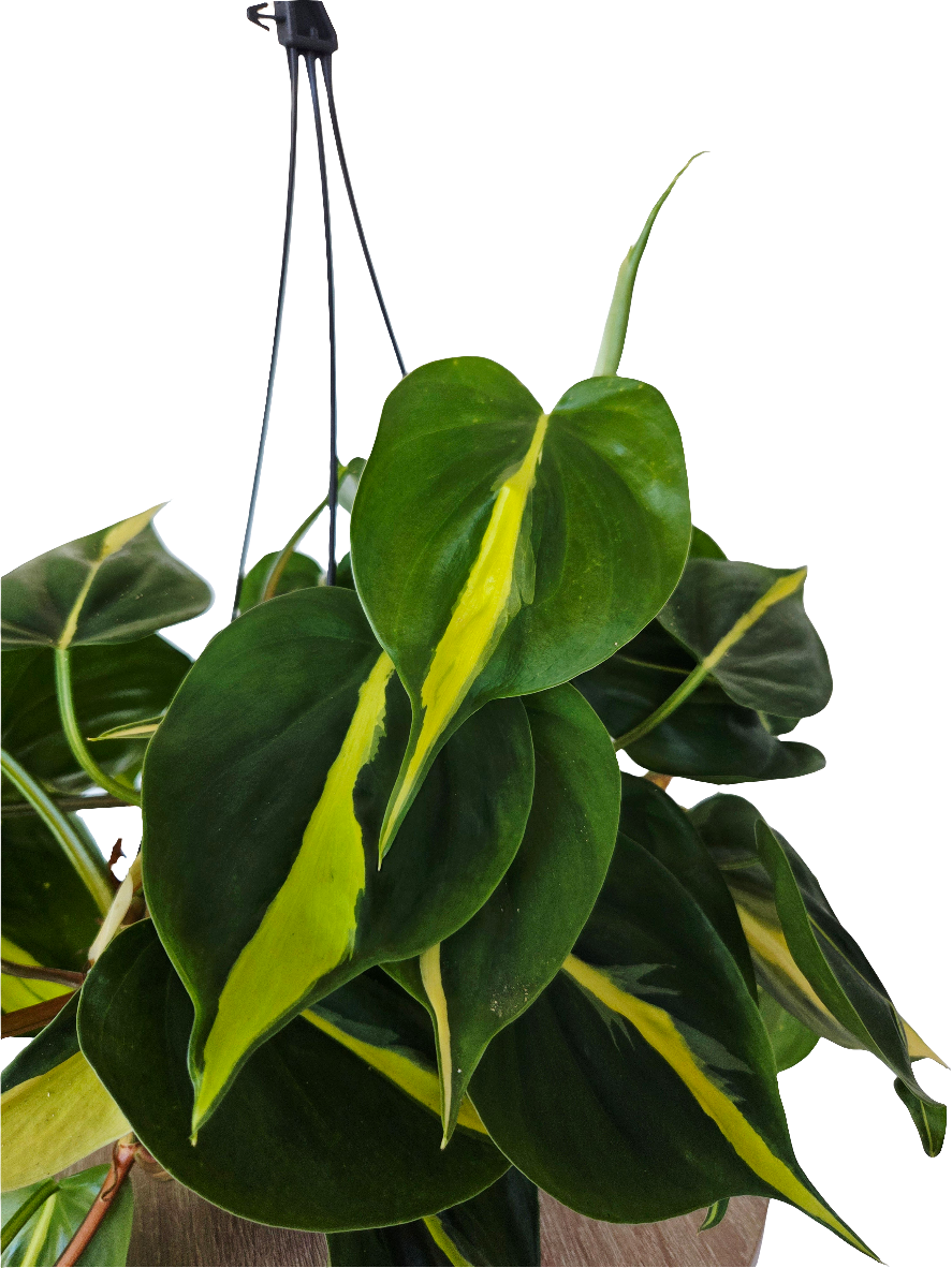 Philodendron Brasil basket 17CM