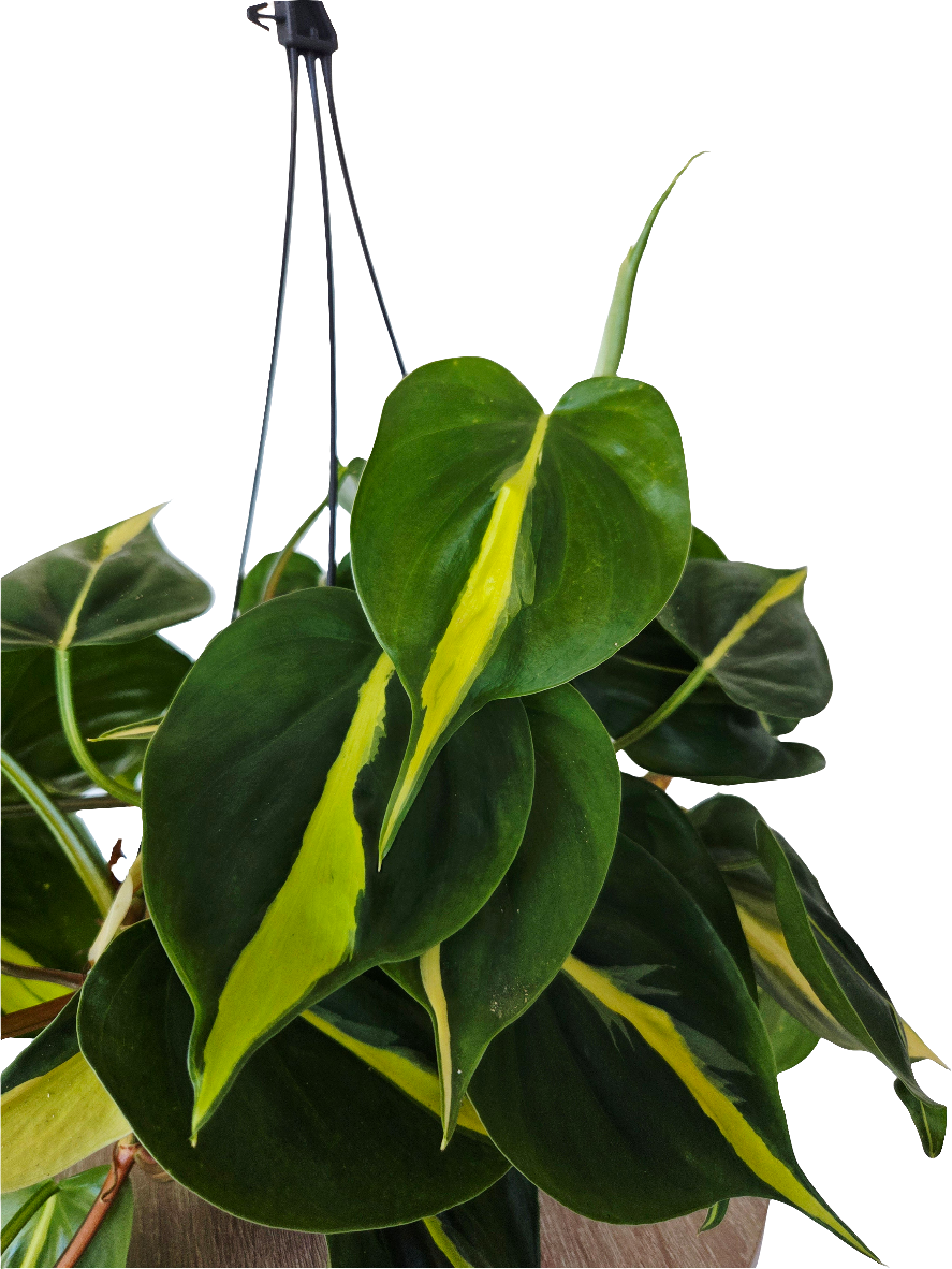 Philodendron Brasil basket 17CM - Urban Lush NZ