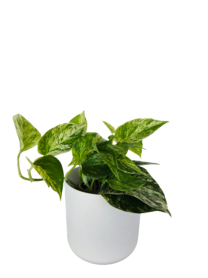 Epipremnum Marble Queen 14cm