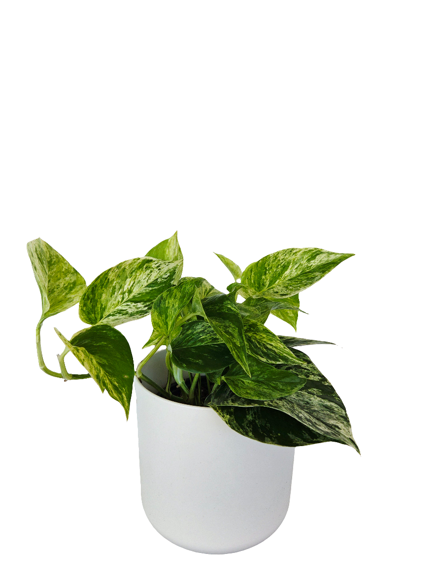 Epipremnum Marble Queen 14cm - Urban Lush NZ