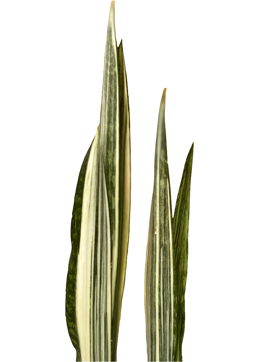 Sansevieria Bantel’s Sensation (Snake Plant) - 14cm - Urban Lush NZ