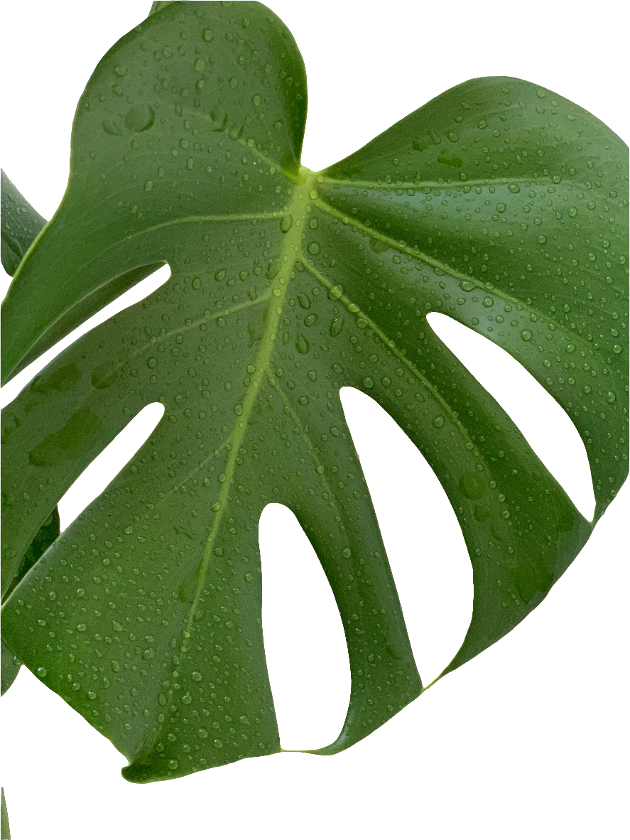 Monstera Deliciosa 14cm - Urban Lush NZ