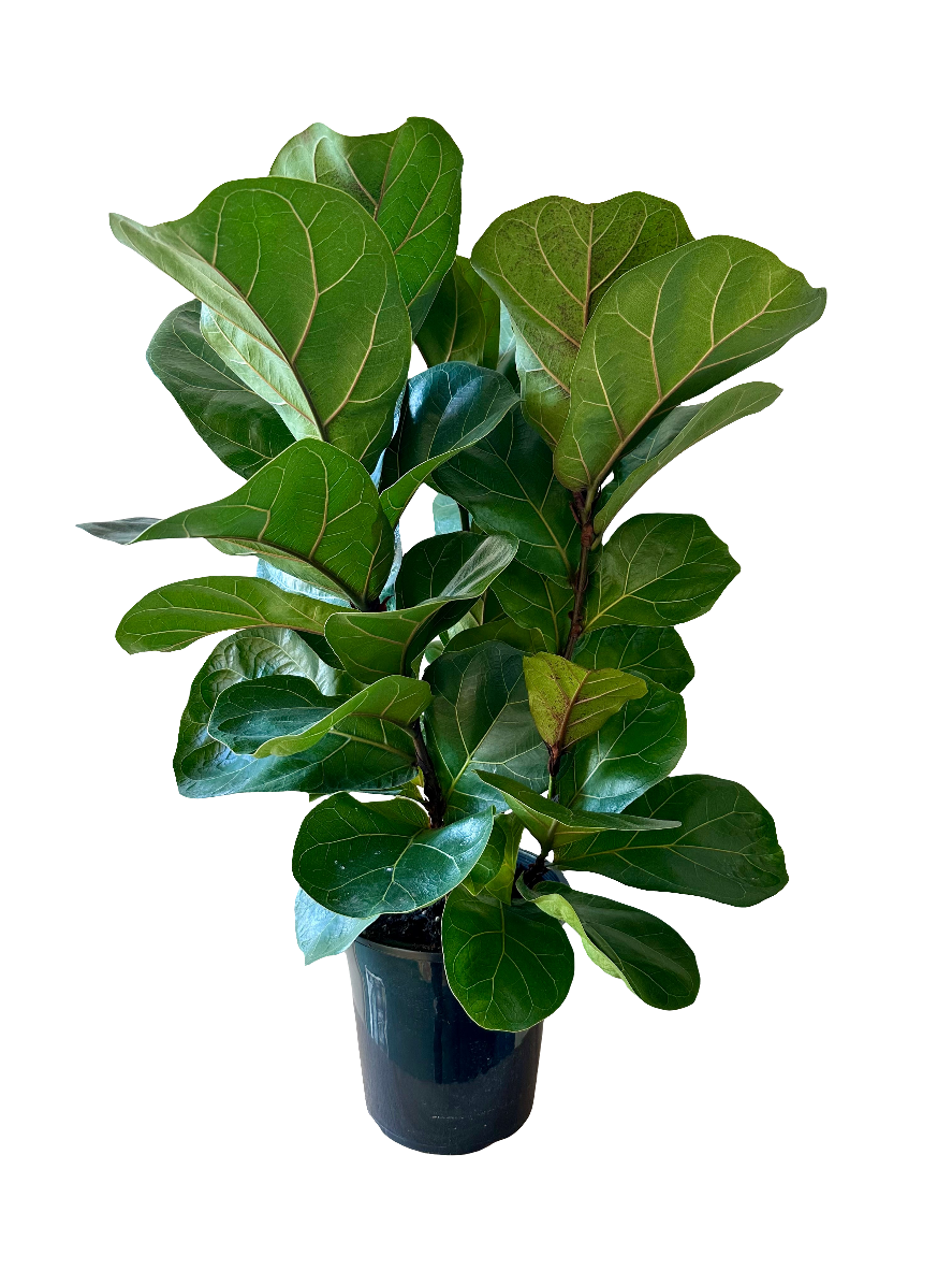 Fiddle Leaf Fig - Ficus Lyrata (Bambino) 17cm