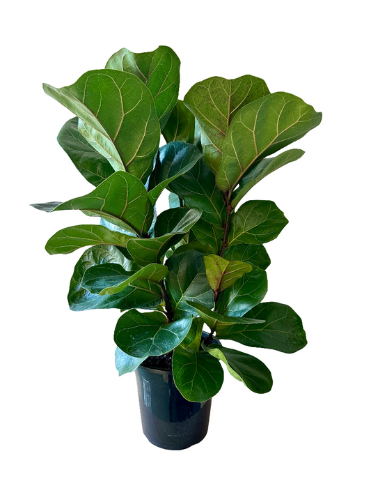Fiddle Leaf Fig - Ficus Lyrata (Bambino) 17cm - Urban Lush NZ