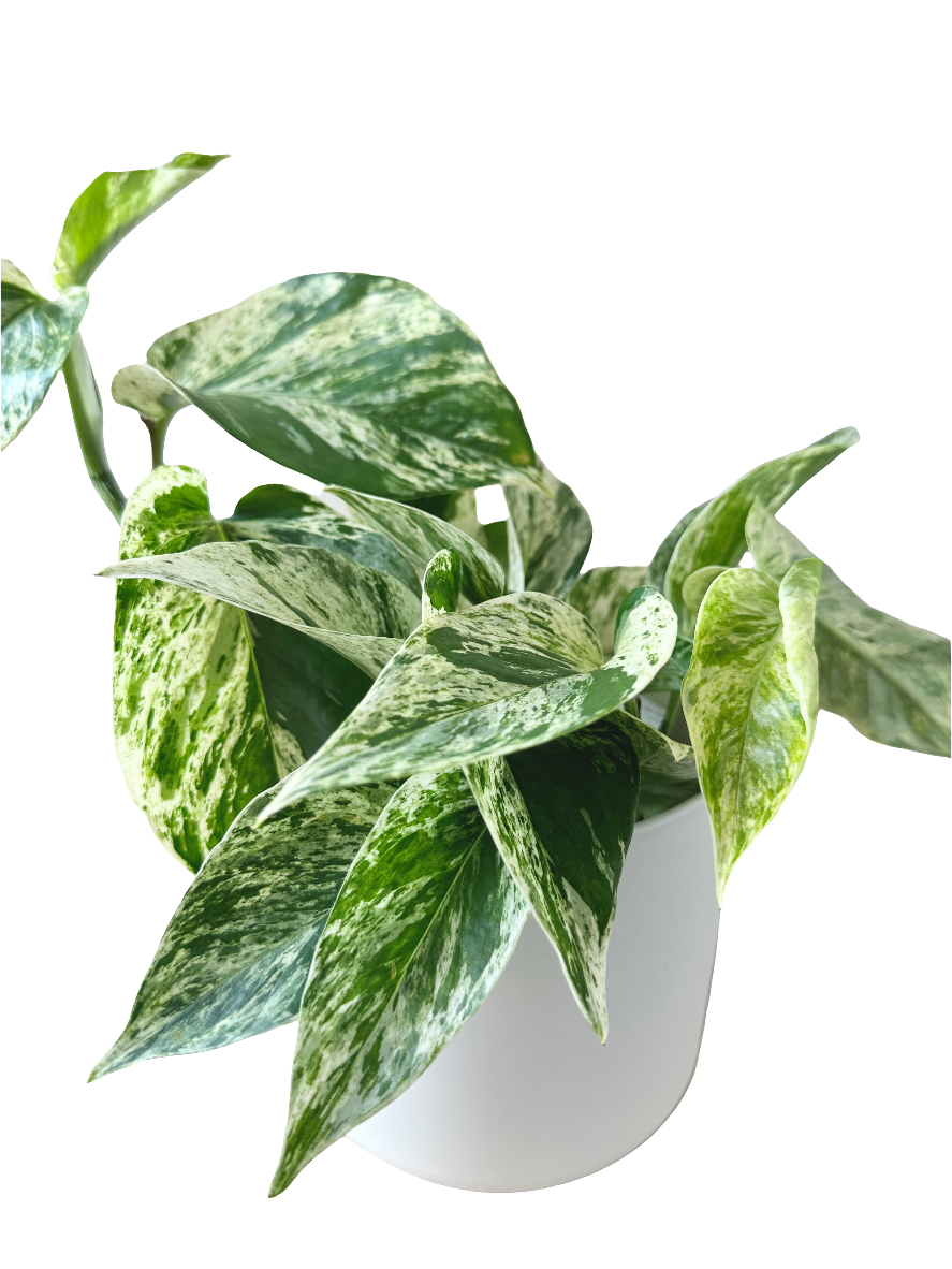 Epipremnum Marble Queen 14cm