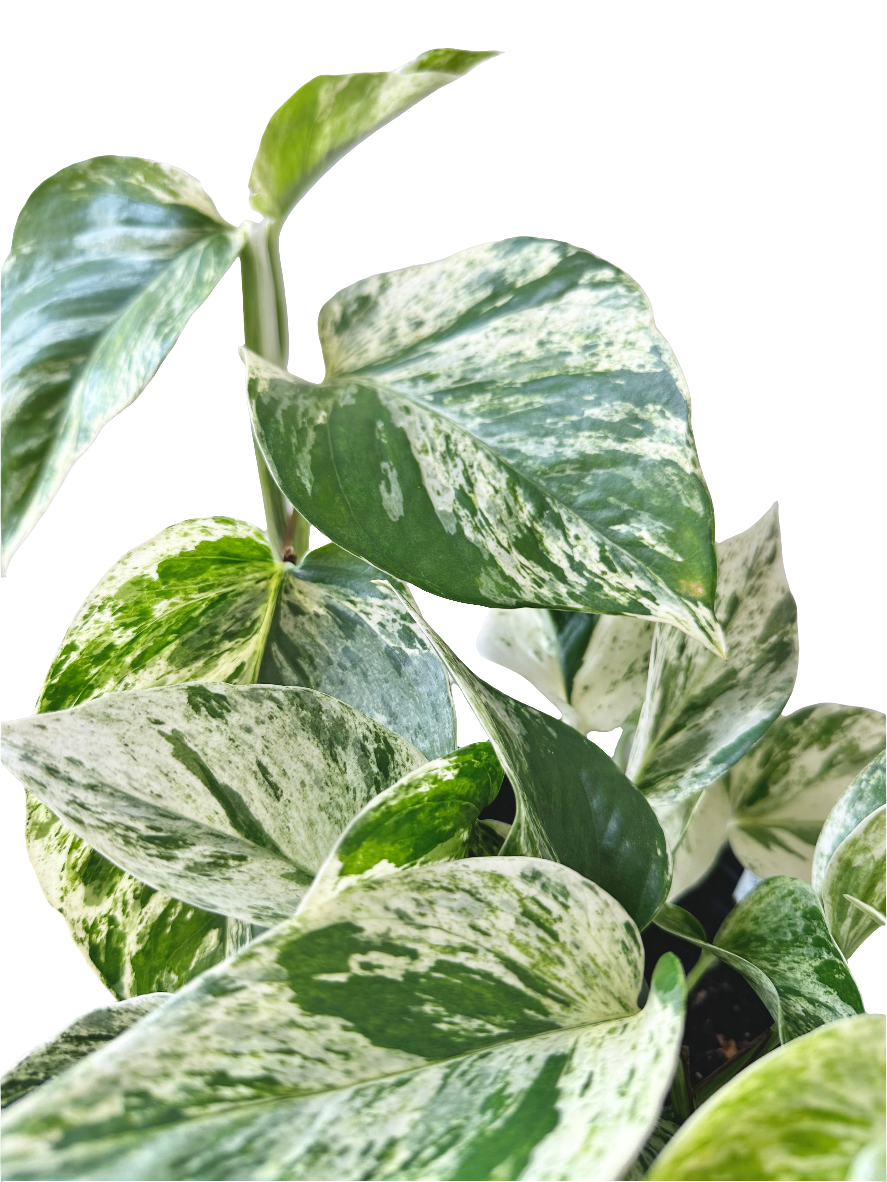 Epipremnum Marble Queen 14cm