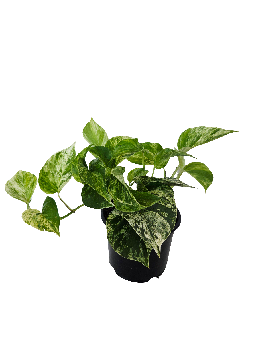 Epipremnum Marble Queen 14cm