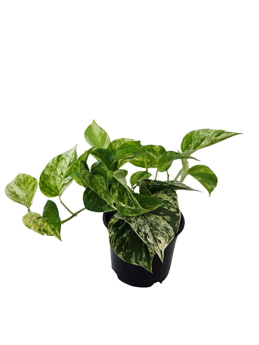 Epipremnum Marble Queen 14cm - Urban Lush NZ