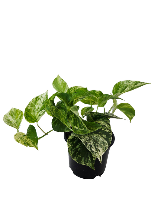 Epipremnum Marble Queen 14cm - Urban Lush NZ