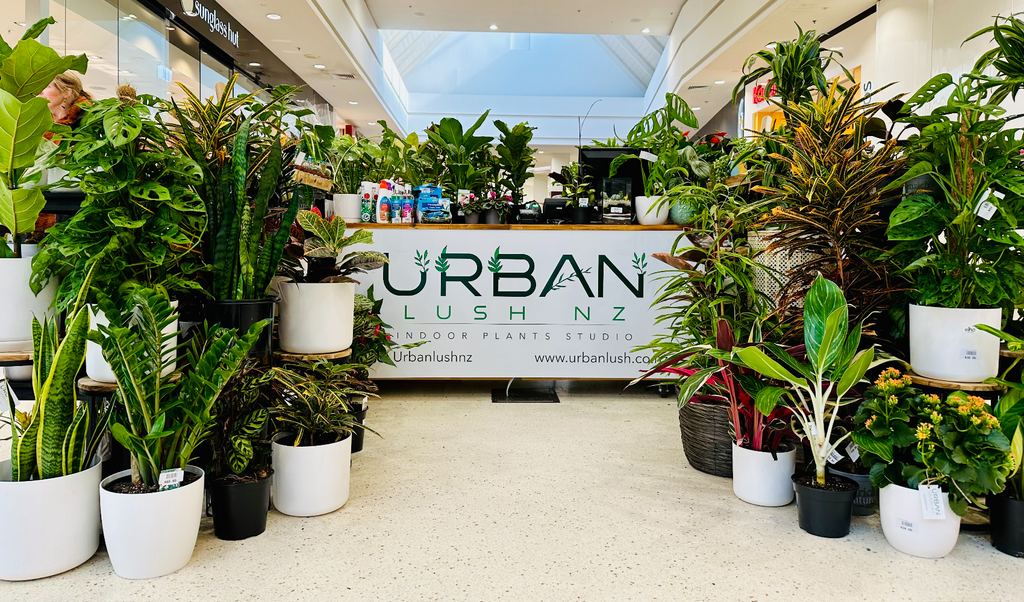 Urban Lush Nz | Indoor Plants | Pots & Planters | New Zealand – Urban ...