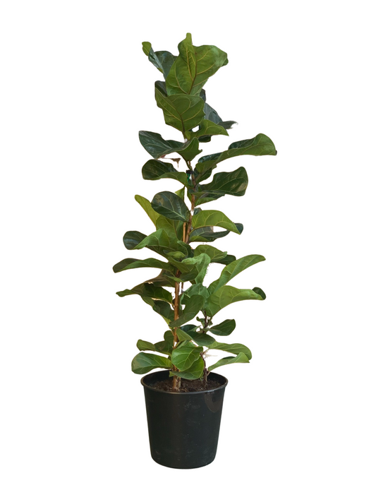Ficus Bambino 25cm - Urban Lush NZ